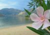 Consejos para viajar a Montenegro por libre viajar a Montenegro por libre, los imprescindibles