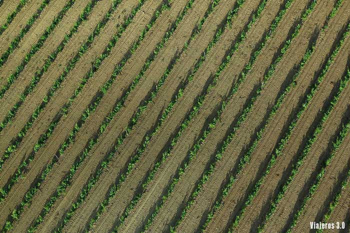 campos de viƱedos, volar en globo por La Rioja