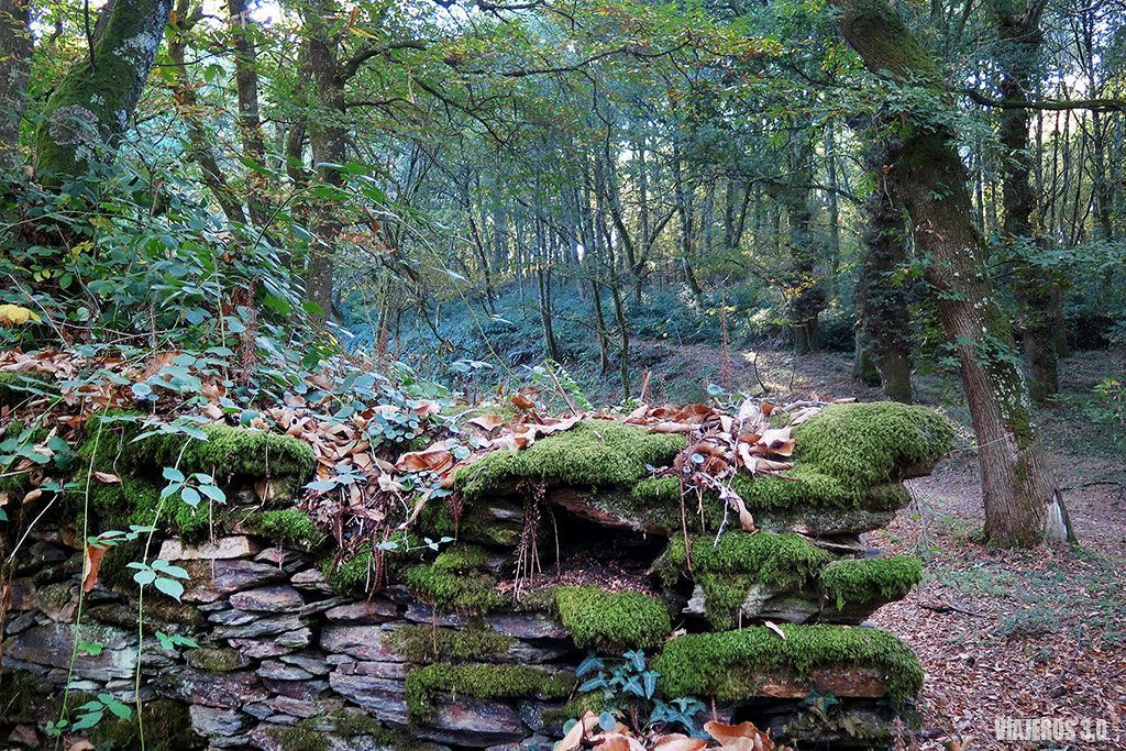 Bosques, un fin de semana en Lalín