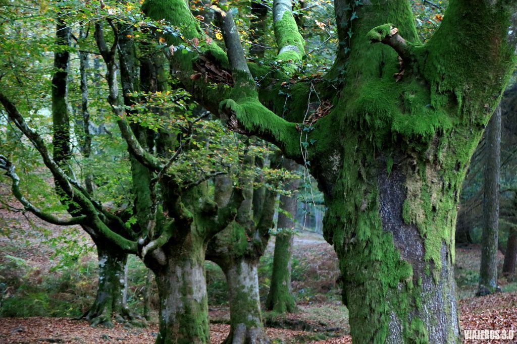 hayedos, que ver en Gorbea en un fin de semana