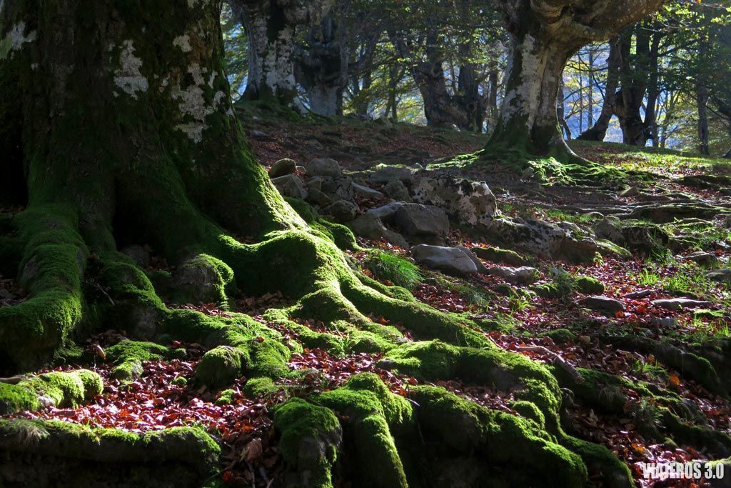 que ver en el Parque Natural de Gorbea en un fin de semana