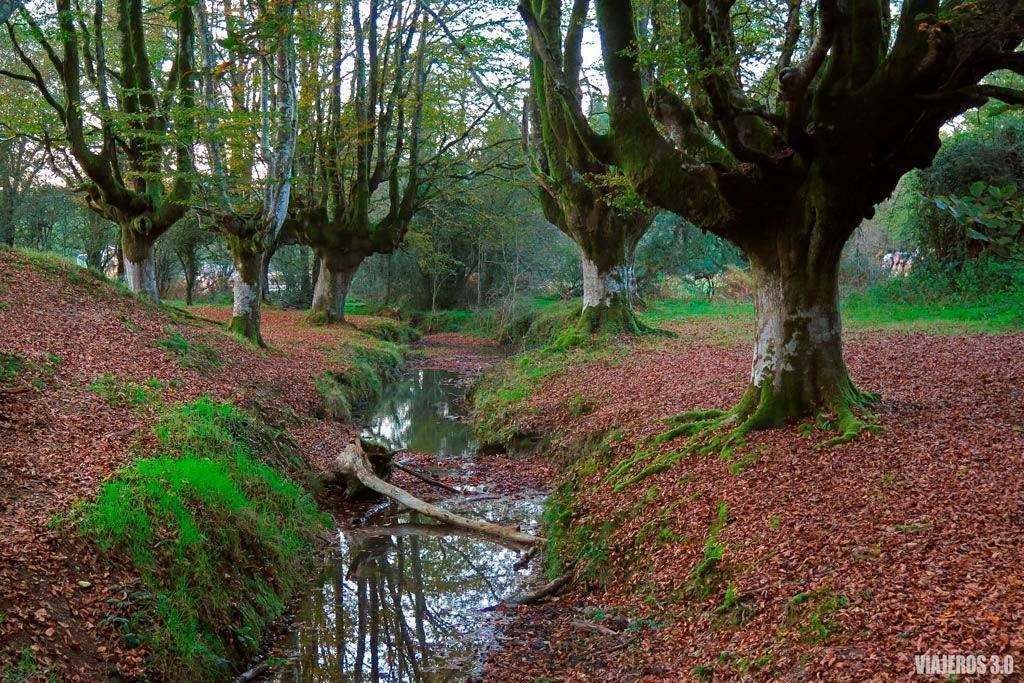 que ver en Gorbea, bosque de Otzarreta