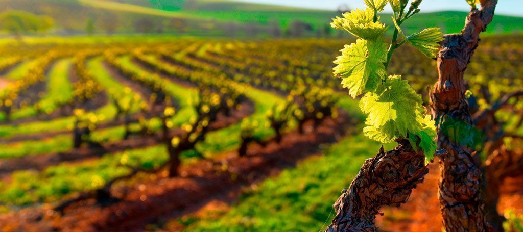 Enoturismo en La Ribera del Duero