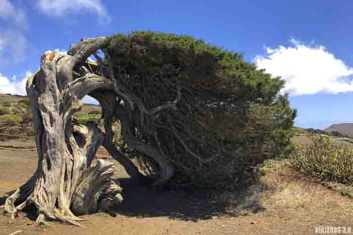 El Sabinar, que ver en El Hierro