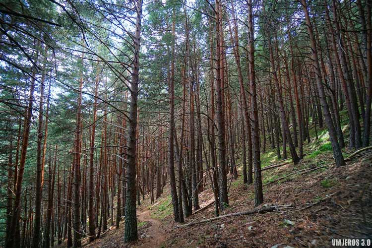 Bosques en la ruta al pico San Millán