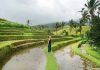 Qué ver en Bali en una semana, las visitas imprescindibles Qué ver en Bali en una semana, arrozales
