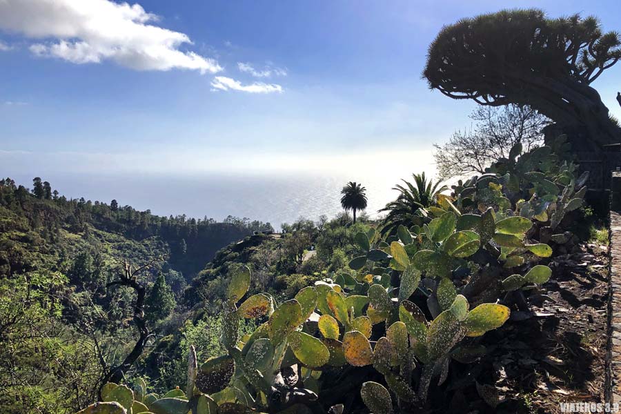 Mirador los Dragos, qué ver en La Palma
