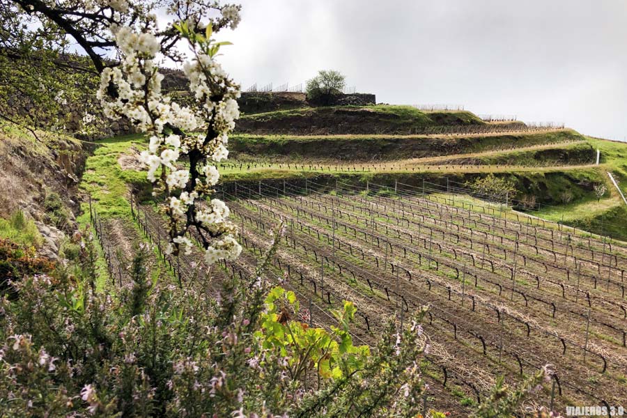 Viñedos de Garafía, lugares que ver en La Palma