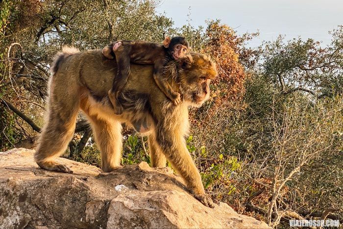 Monos en libertad en Gibraltar.