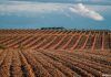 Qué ver en Toro, ruta del vino de Toro (Zamora)