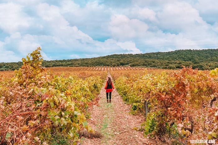Viñedos en Toro, Ruta del vino de Toro