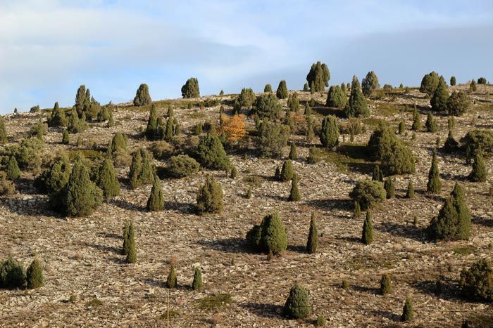 Sabinar de Mirantes de Luna, bosques en León