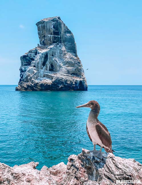 Pájaro bobo de patas azules en la isla Isabel en México