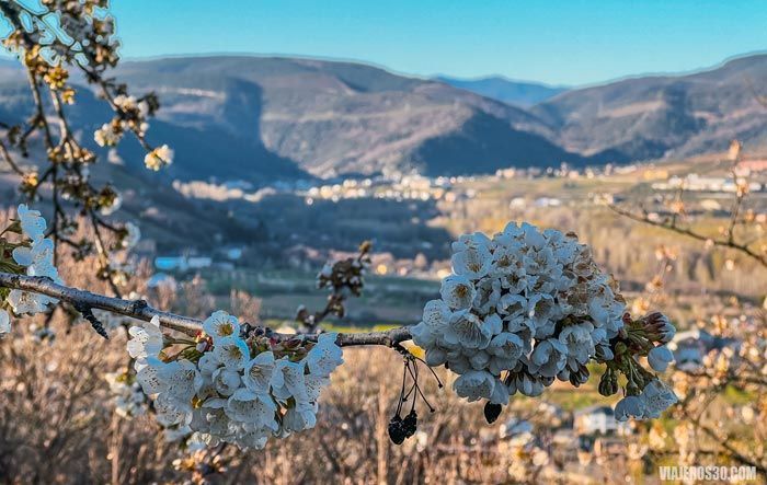 Cerezos en flor de Corullón.