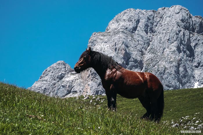 praderías de Áliva, Picos de Europa