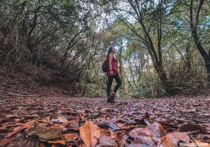 Ruta de senderismo guiada por los bosques de Anaga.