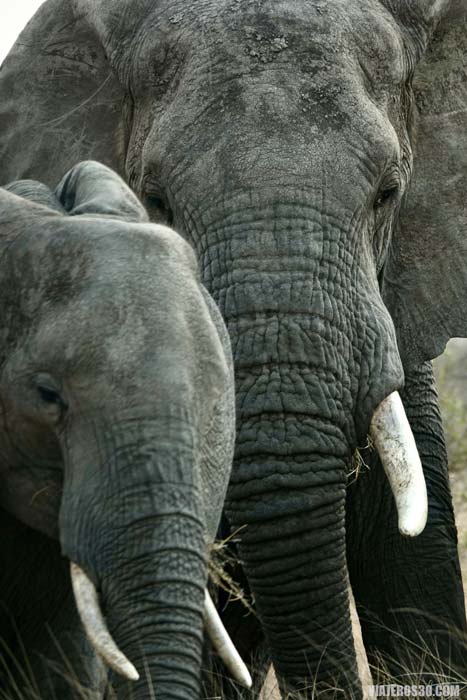 Elefantes en el Parque Nacional del Kruger, Sudáfrica