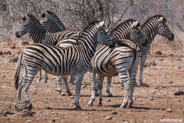 Cebras durante un safari en el Kruger en Sudáfrica