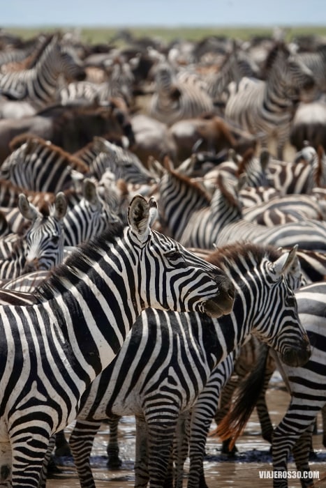 Gran migración del Serengeti.