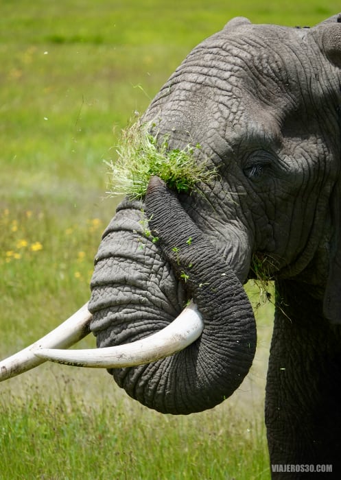 Elefante durante mi safari por Tanzania en español.
