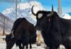 ¿Merece la pena viajar a Tíbet en China?
