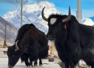 ¿Merece la pena viajar a Tíbet en China?