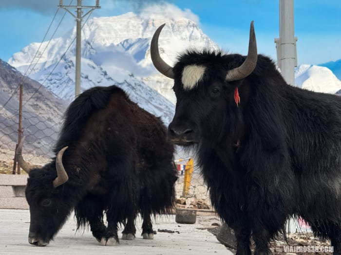 ¿Merece la pena viajar a Tíbet en China?