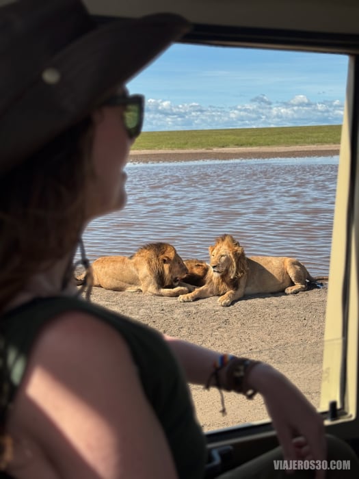 Leones en el Serengeti.