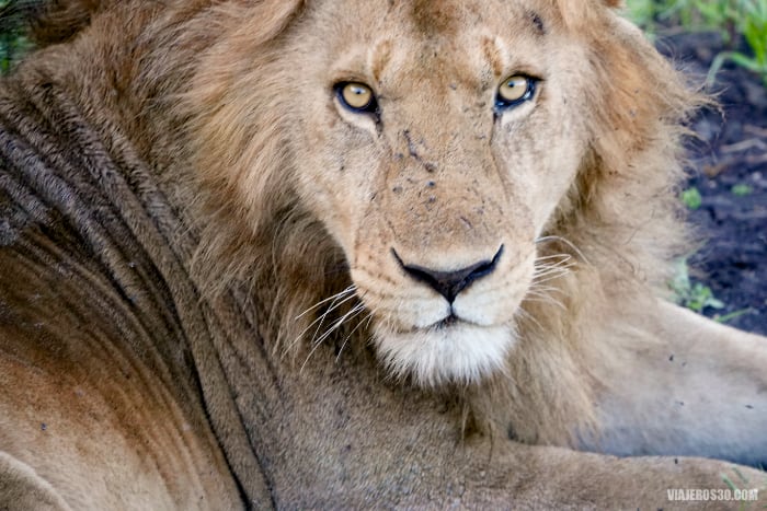 León durante mi safari por Tanzania en español
